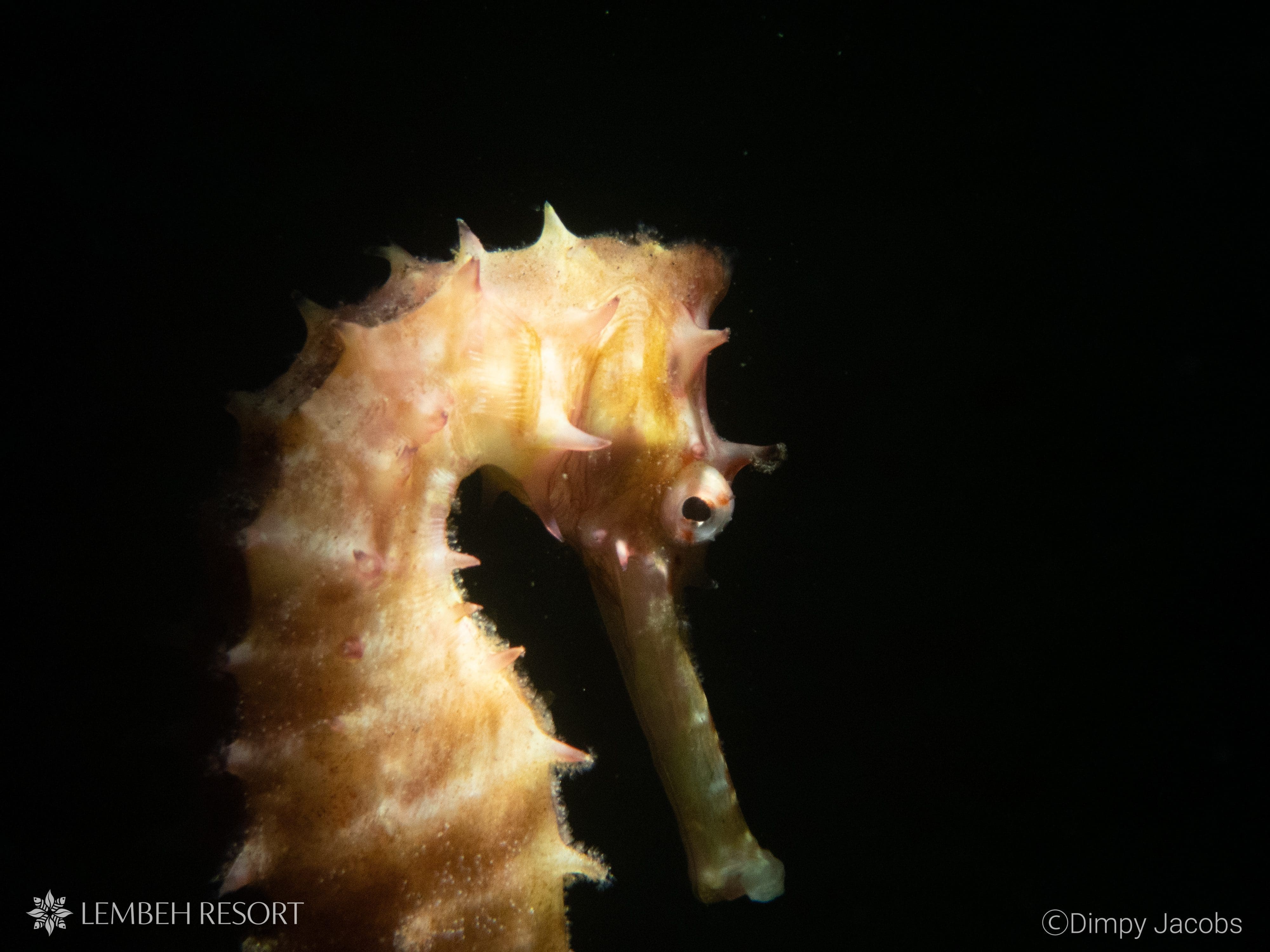 Thorny Seahorse by Dimpy Jacobs
