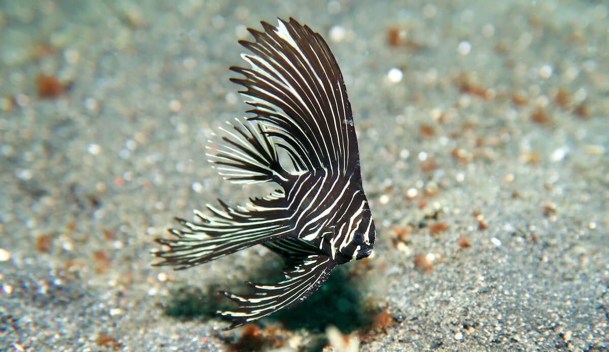 Zebra Batfish Lembeh Resort