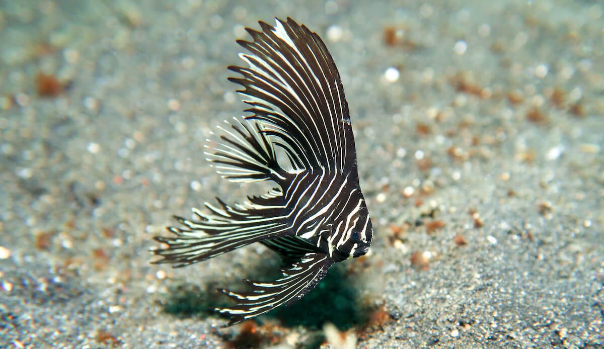 9. Zebra Batfish (Platax batavianus)