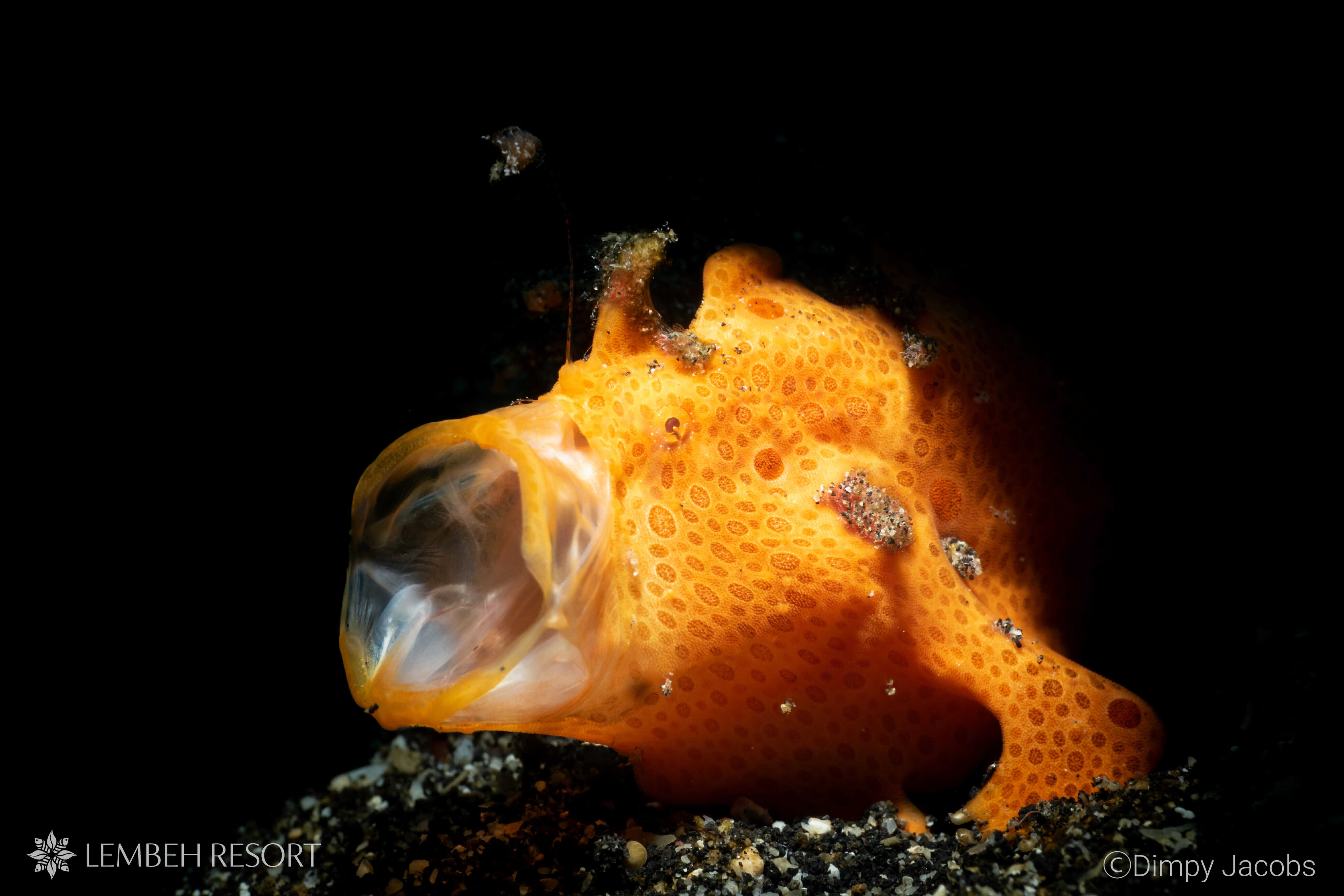 Painted Frogfish by Dimpy Jacobs