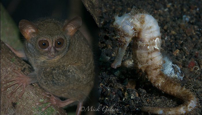 Lembeh Above and Below