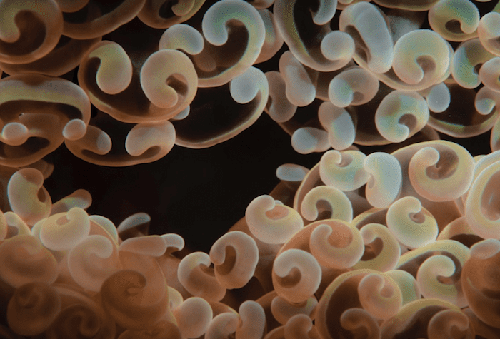 Abstract underwater photography