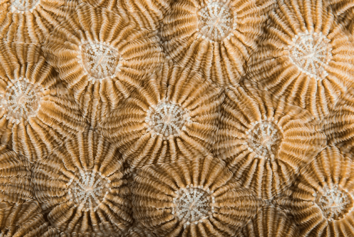 Abstract Coral Polyps
