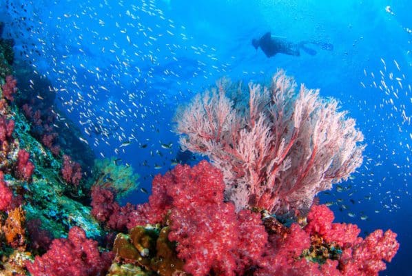 Coral reef at Lembeh strait