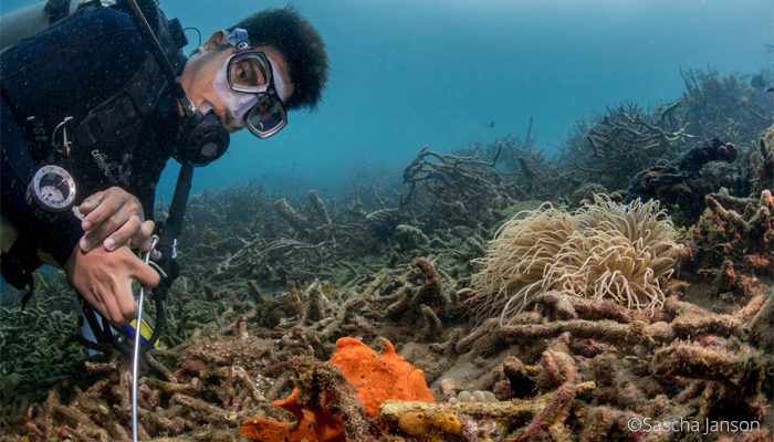 A guide to muck diving