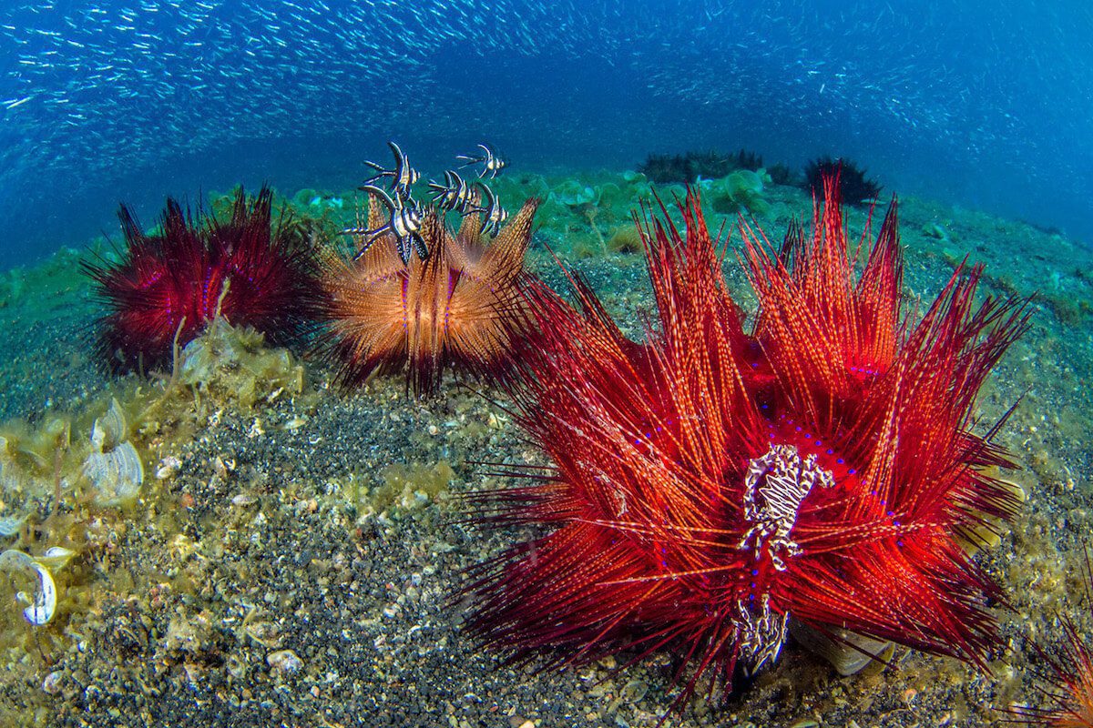Lembeh Muck Dive Scene. Indonesia Muck Diving in Lembeh