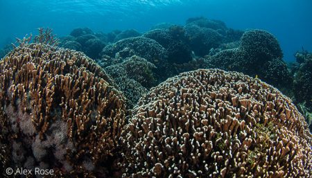 Fire coral (Millepora tenella), Batu Angus reef, Lembeh Strait Indonesia 2017