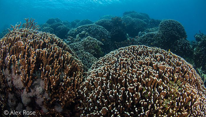 There’s More To Lembeh Than Muck
