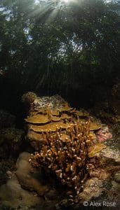 Montipora sp., Batu angus reef, Lembeh strait, Indonesia 2017
