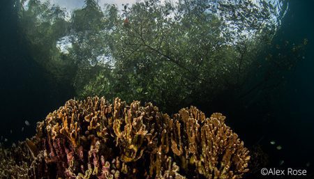 Fire coral (Millepora tenella), Lembeh Strait, Indonesia 2017