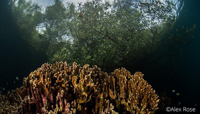 Batu Angus Reef & Mangrove, Lembeh Strait, Indonesia 2017
