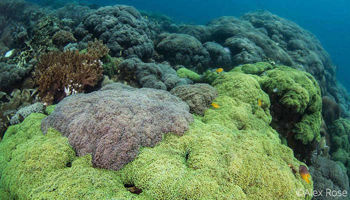 Batu Angus Colourful Reef, Lembeh Strait, Indonesia 2017