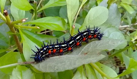 Caterpillar critters found in Lembeh gardens