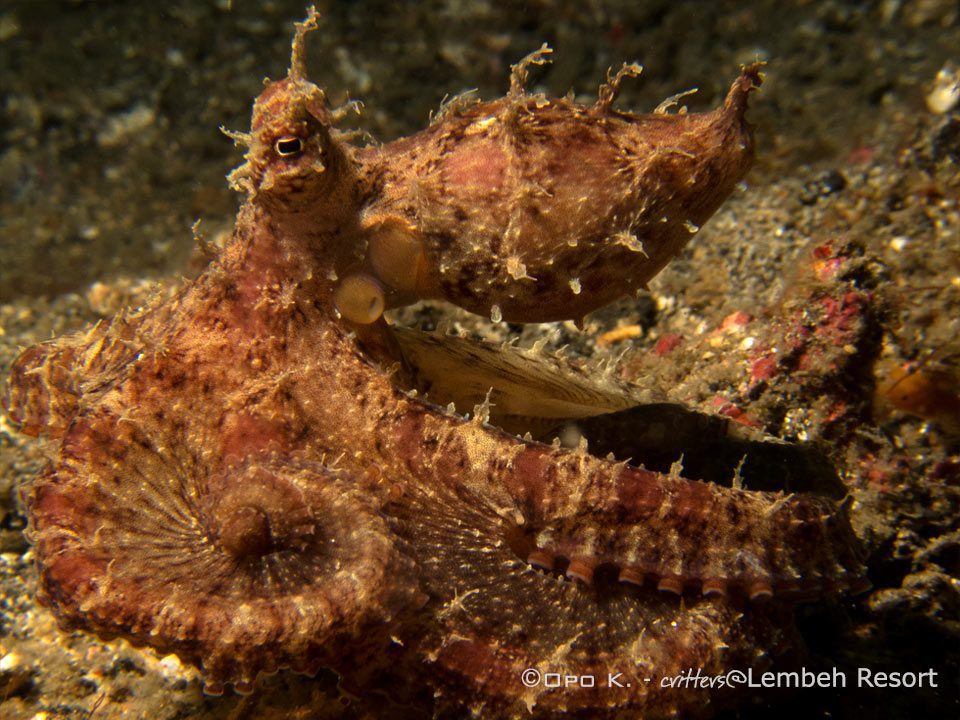 Algae-Octopus---1