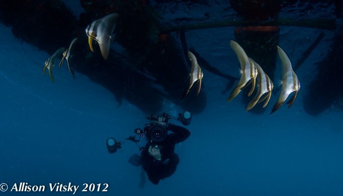 The Lembeh Wide Open!