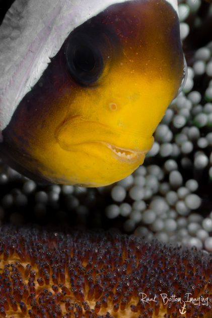 amphiprion-polymnus-with-eggs