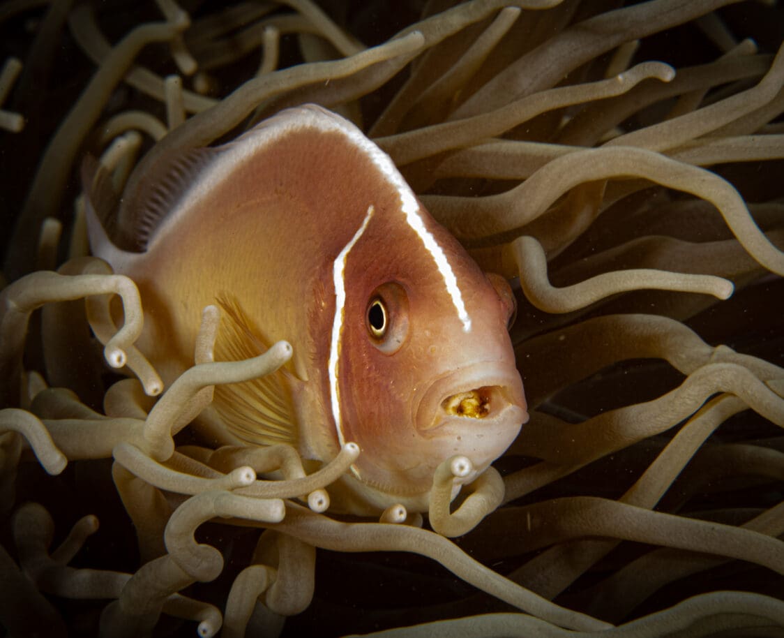 Anemone fish with isopod by participant Andy Hopkins - Underwater Photography Workshop