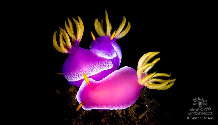 In the Spotlight: Underwater Videography Workshop Day 6