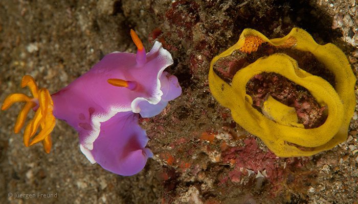 Nudibranch and its eggs