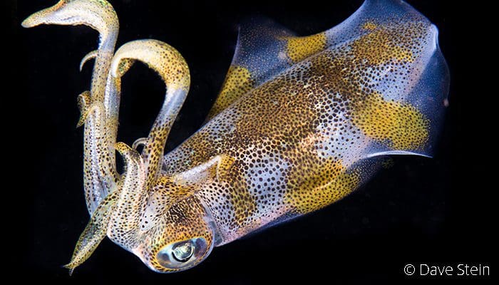 Bigfin Squid Lembeh