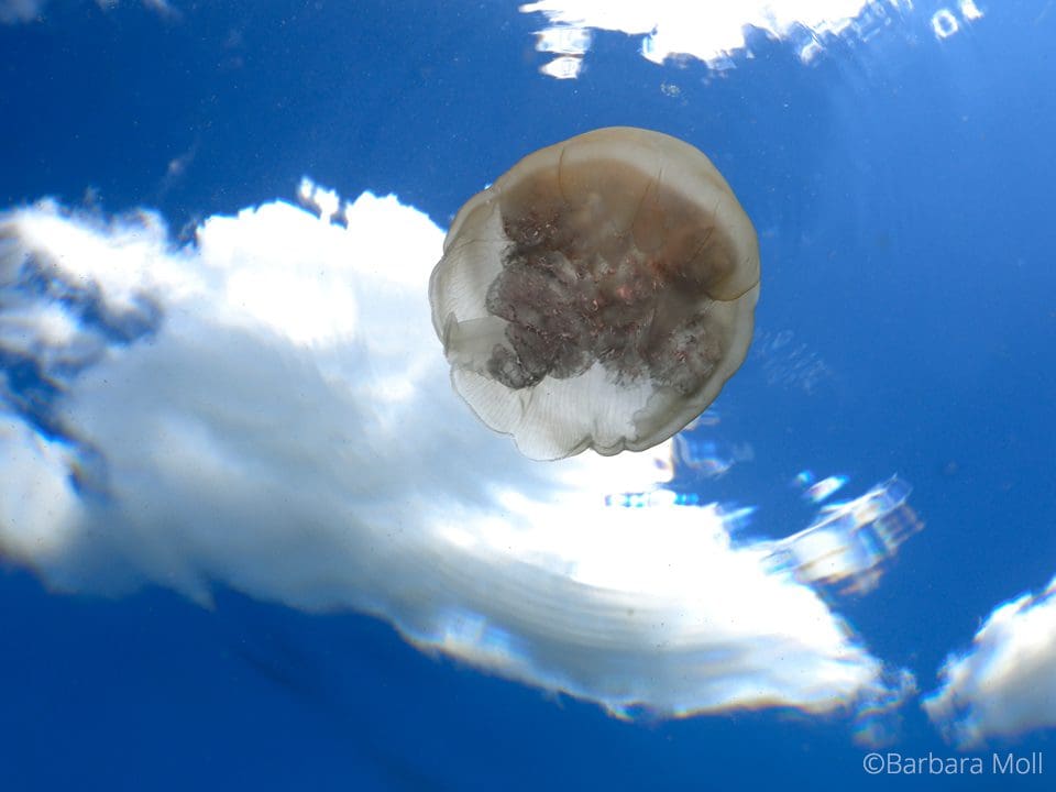 Jellyfish in Lembeh strait
