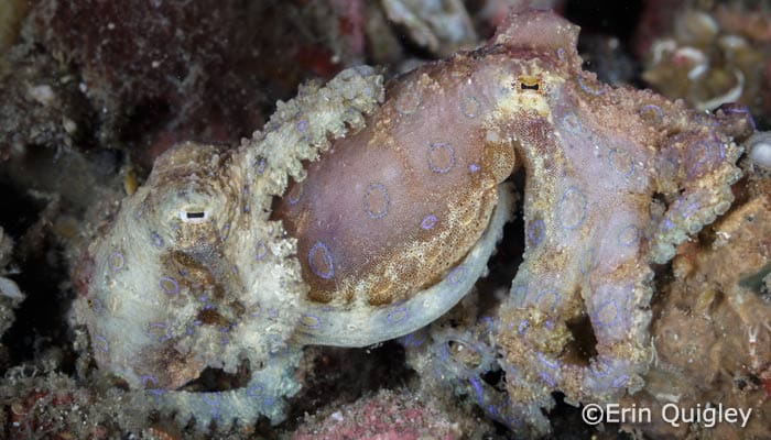 Capturing Critters in Lembeh Workshop 2014: Day 1 & 2