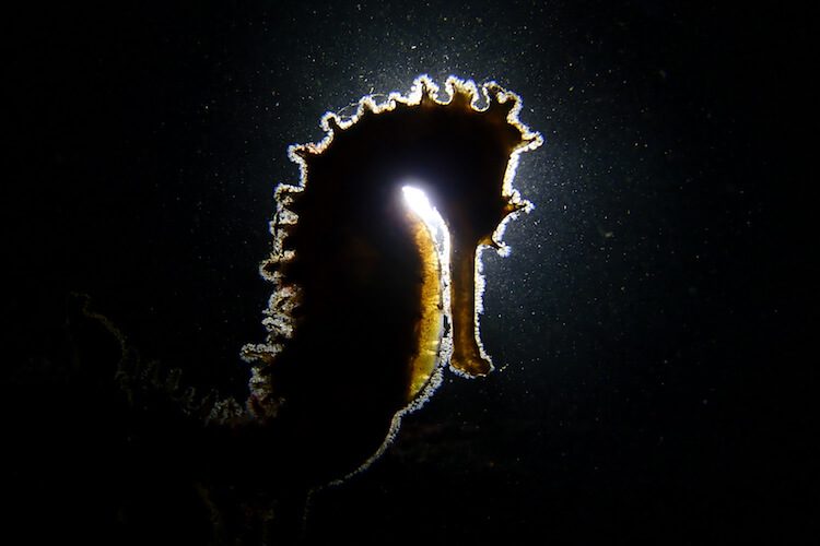 OLYMPUS DIGITAL CAMERA Seahorse Backlighting Lembeh