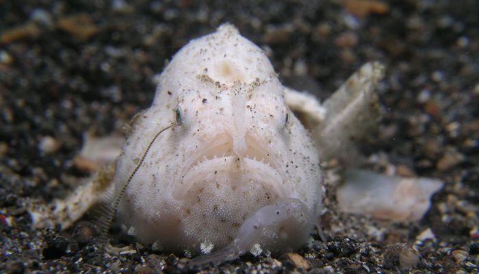Hairy Frogfish Lembeh