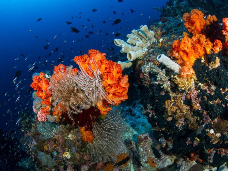 Reef diving Lembeh