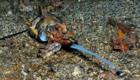 Flamboyant Cuttlefish Eating (Metasepia pfefferi) Lembeh Strait Indonesia 2017