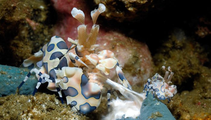Great Critter Behavior