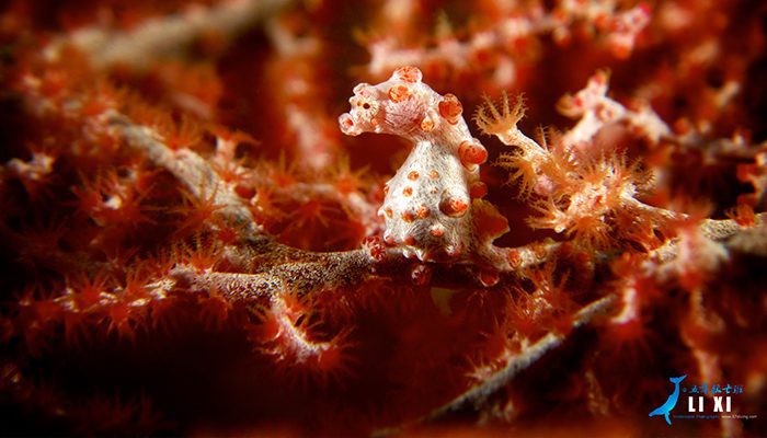 Pygmy Seahorse Lembeh