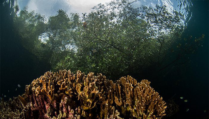 Lembeh Strait Batu Angus