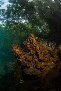 Batu Angus - Mangrove - Lembeh Strait