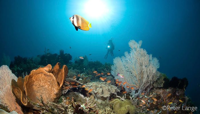Best Dive Sites in North Sulawesi – Indonesia