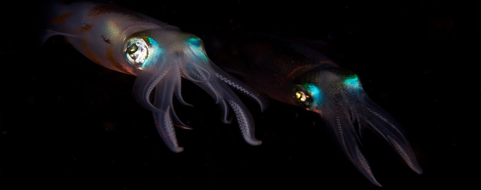 Bigfin Reef Squid in Lembeh Strait