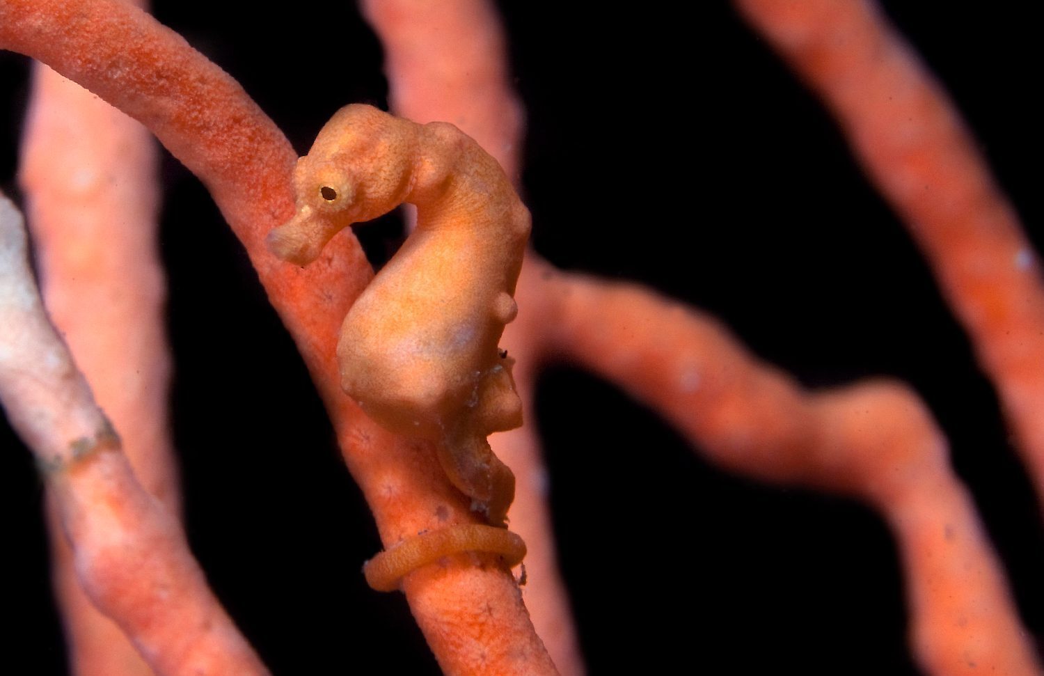 purple seahorse species