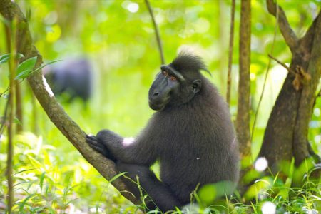 Black Macaque North Sulawesi