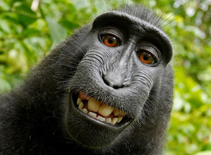 Macaque Selfie