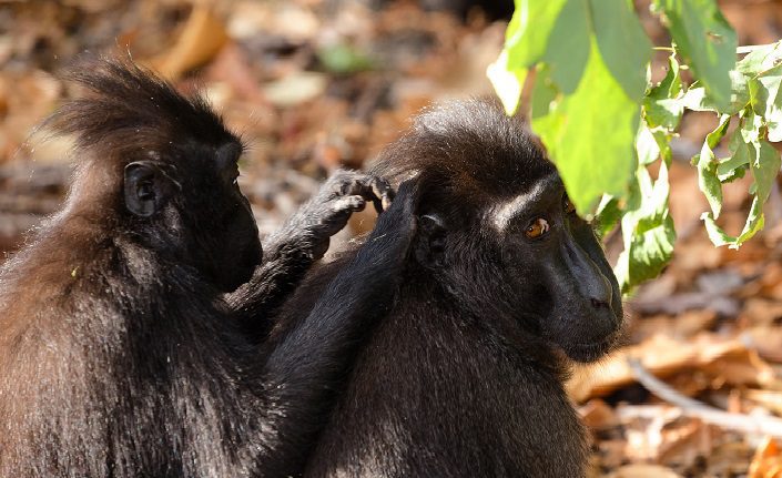 black crested macaque