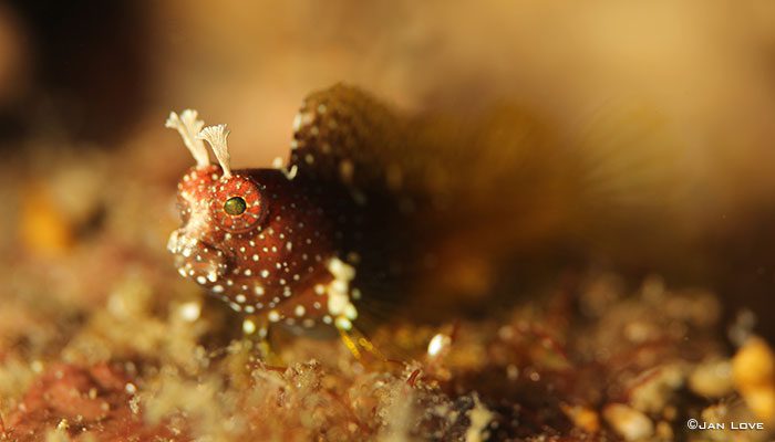 The Pretty In Lembeh