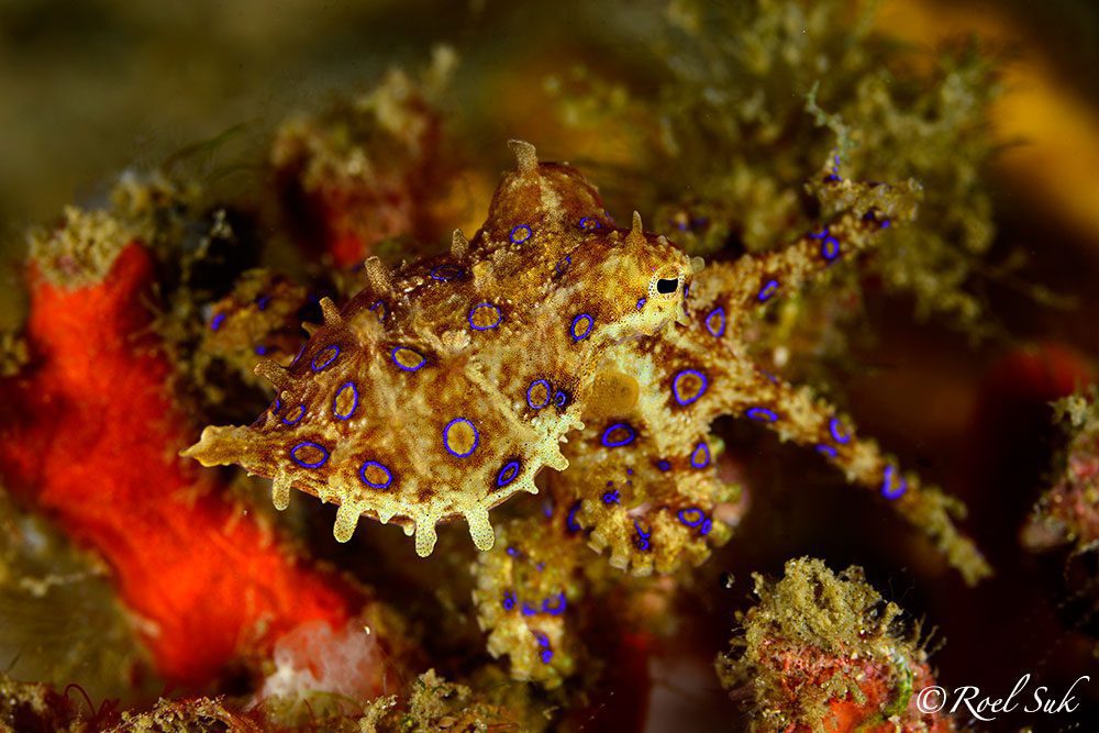 blue ring octopus in Lembeh
