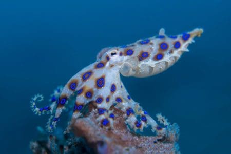 Muck diving with Blue Ring Octopus in Lembeh Strait