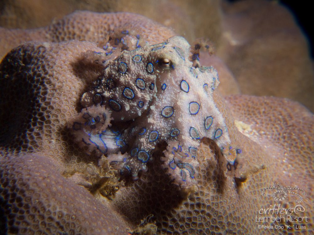 Greater Blue ringed Octopus, Hapalochlaena lunulata, Opo K, Critters@Lembeh Lembeh Resort, Lembeh Strait Indonesia 2016