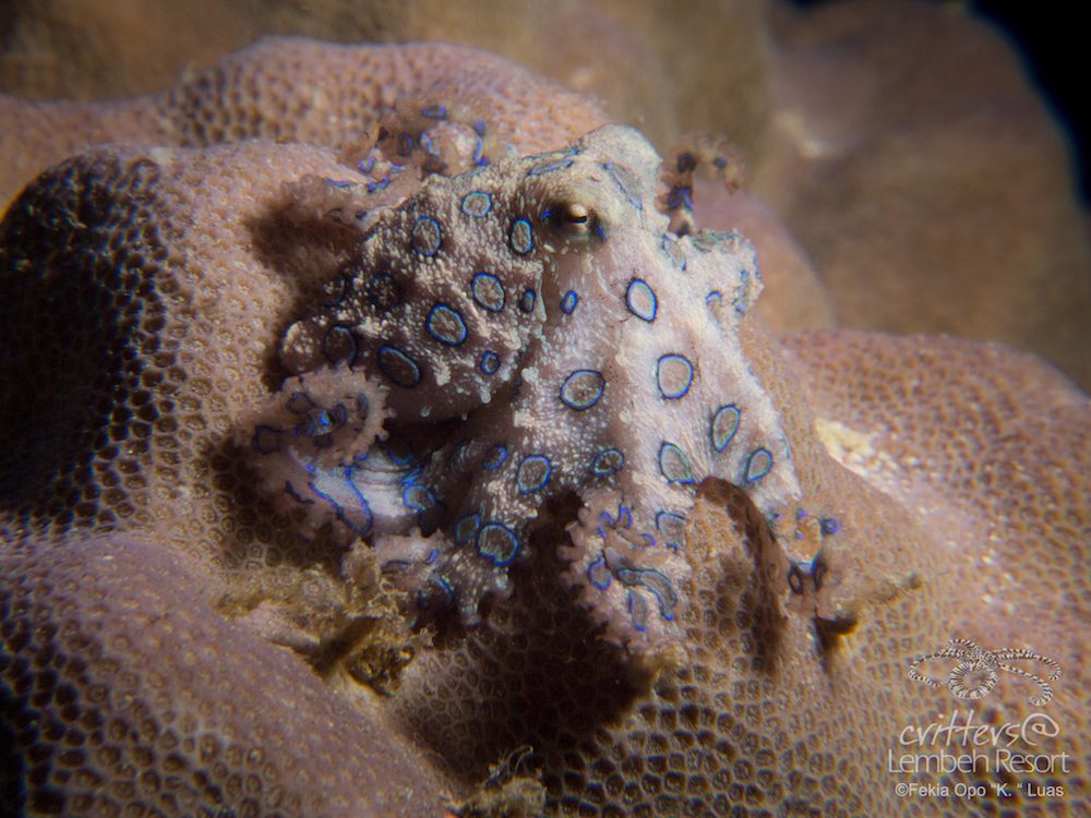 blue ringed octopus sting