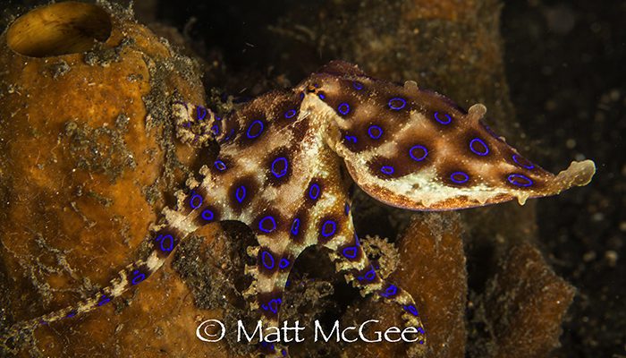 Blue ringed octopus, Matt McGee, Lembeh strait, North sulawesi, Indonesia 2017