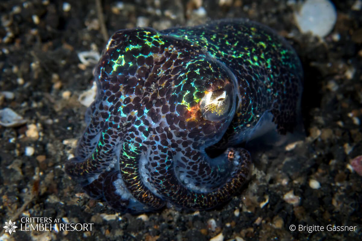 OLYMPUS DIGITAL CAMERA Night dive in Lembeh: Bobtail squid