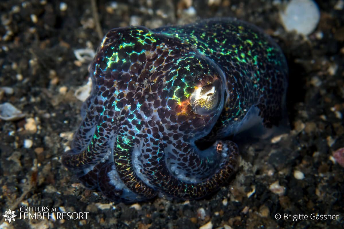 Night dive in Lembeh: Bobtail squid