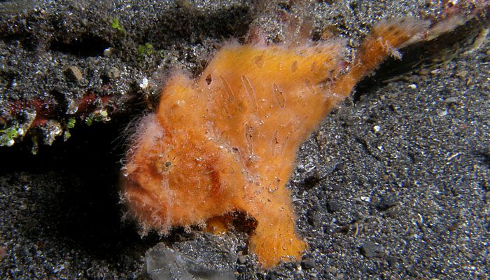 Great time with the frogfish!