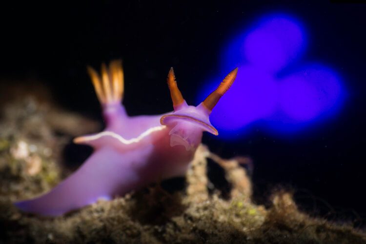 Bullocki Fandy copy Bullocki Nudibranch